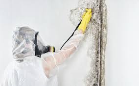 Best Biohazard Mold Removal in , VA